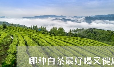 哪种白茶最好喝又健康/2023092830795