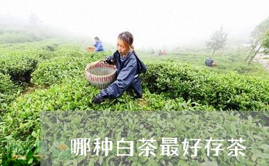 哪种白茶最好存茶/2023061617269