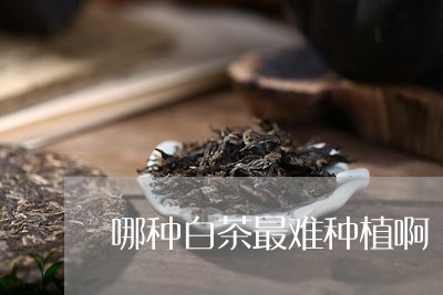 哪种白茶最难种植啊/2023071766058