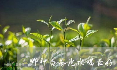 哪种白茶泡水喝最好/2023081415260