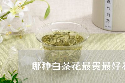 哪种白茶花最贵最好看/2023092806068