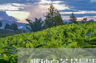 哪种白茶花最贵最香/2023081474848