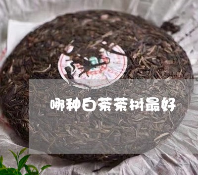 哪种白茶茶树最好/2023061628372