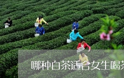 哪种白茶适合女生喝茶/2023092846158