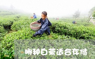 哪种白茶适合存储/2023061672928