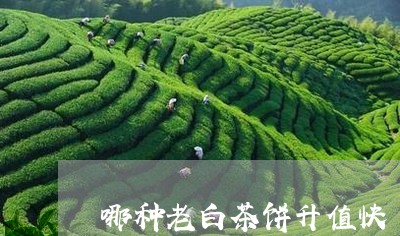 哪种老白茶饼升值快/2023071728570