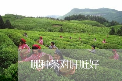 哪种茶对肝脏好/2023042979904