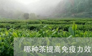 哪种茶提高免疫力效果好/2023080990493