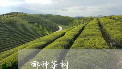 哪种茶树/2023090137167