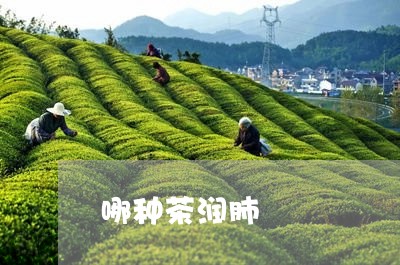 哪种茶润肺/2023090256268