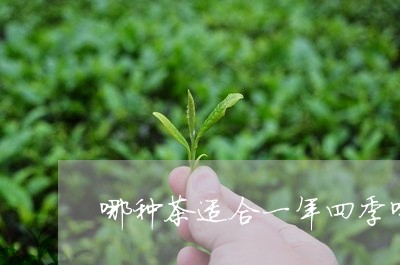 哪种茶适合一年四季喝/2023071619603