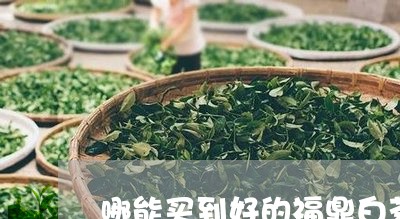 哪能买到好的福鼎白茶/2023120738160