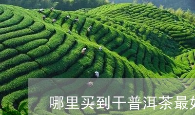 哪里买到干普洱茶最好喝/2023081782785