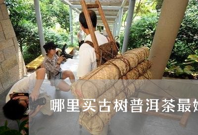 哪里买古树普洱茶最好/2023062371624