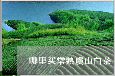 哪里买常熟虞山白茶/2023071789471