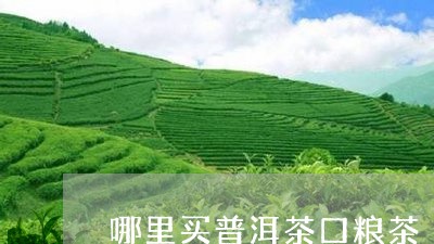 哪里买普洱茶口粮茶/2023121583925