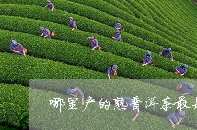 哪里产的熟普洱茶最好/2023062958494