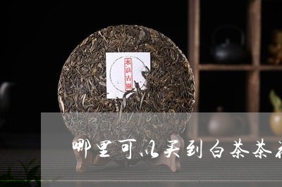 哪里可以买到白茶茶花/2023092821614