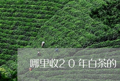 哪里收20年白茶的/2023121519280