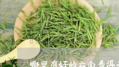 哪里有好的云南普洱茶/2023092971615