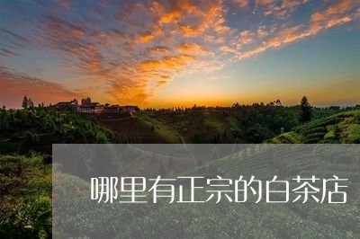 哪里有正宗的白茶店/2023081412725