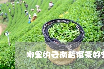 哪里的云南普洱茶好些正宗/2023110514150