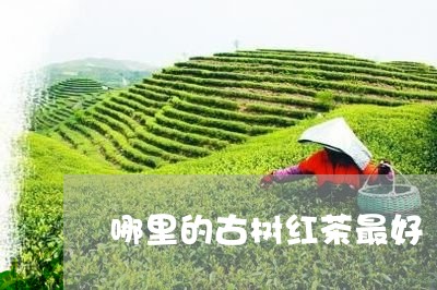 哪里的古树红茶最好/2023042301824