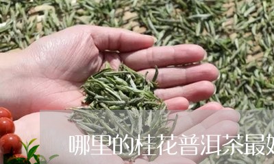 哪里的桂花普洱茶最好/2023062584814