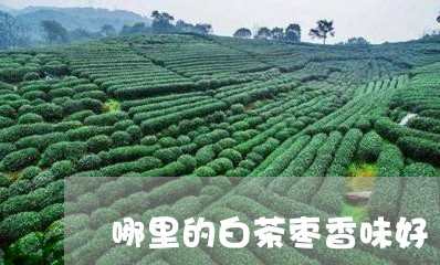 哪里的白茶枣香味好/2023071786059