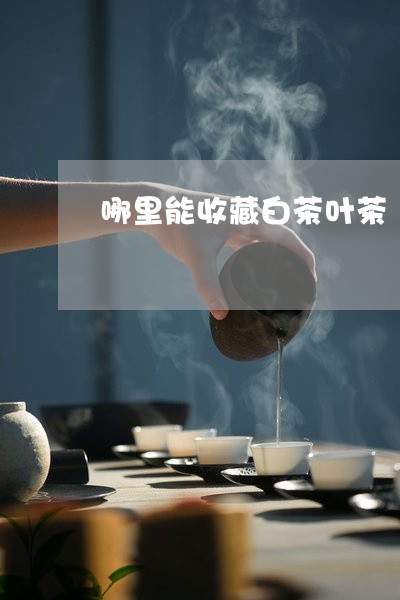 哪里能收藏白茶叶茶/2023071738503