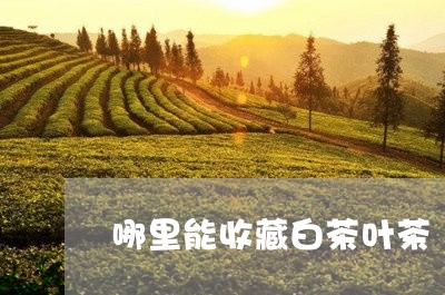 哪里能收藏白茶叶茶/2023081470506