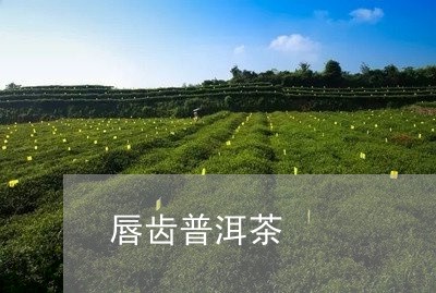 唇齿普洱茶/2023110971794