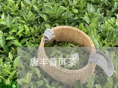 唐丰普洱茶/2023102502927