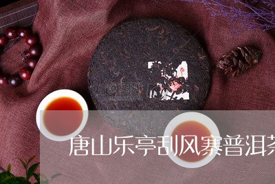 唐山乐亭刮风寨普洱茶/2023080142635