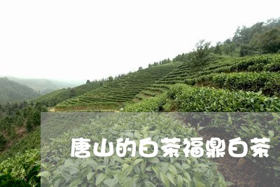 唐山的白茶福鼎白茶/2023071773160