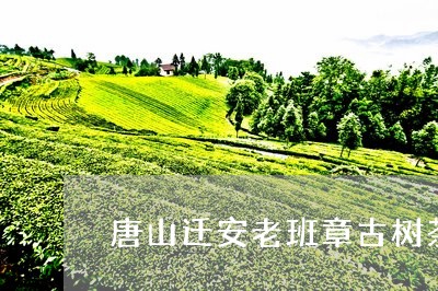 唐山迁安老班章古树茶/2023092455147