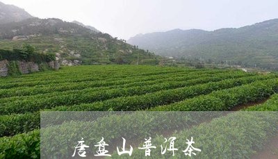 唐盘山普洱茶/2023042773283