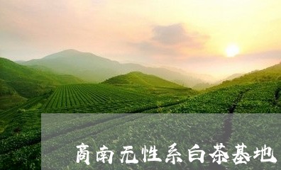 商南无性系白茶基地/2023071792703