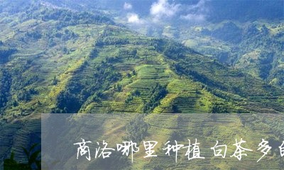 商洛哪里种植白茶多的/2023092894727