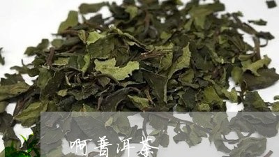 啊普洱茶/2023090182704