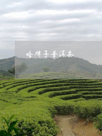 啥牌子普洱茶/2023042794684