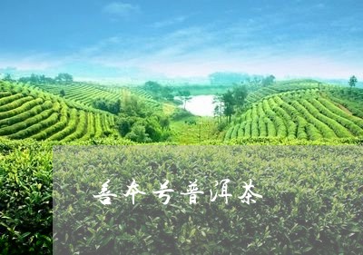 善本号普洱茶/2023042748313