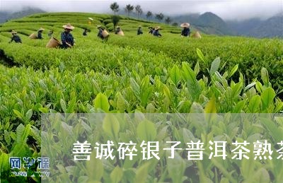 善诚碎银子普洱茶熟茶/2023062342714