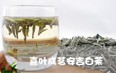 喜叶成茗安吉白茶/2023061625582