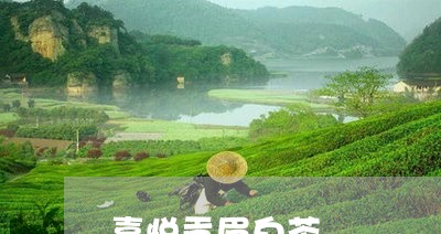 喜悦贡眉白茶/2023062984837