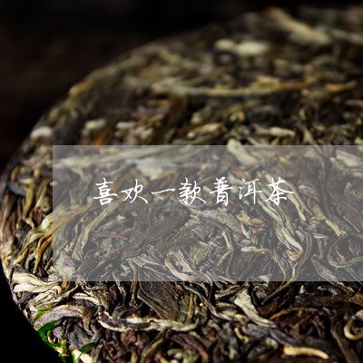 喜欢一款普洱茶/2023082991604