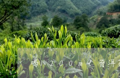 喝1200ml普洱茶/2023080334028