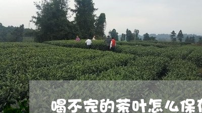 喝不完的茶叶怎么保存/2023092295949