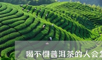 喝不惯普洱茶的人会怎么样/2023112571795