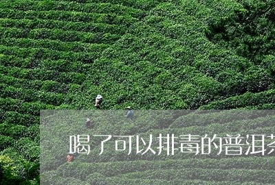 喝了可以排毒的普洱茶/2023062179592